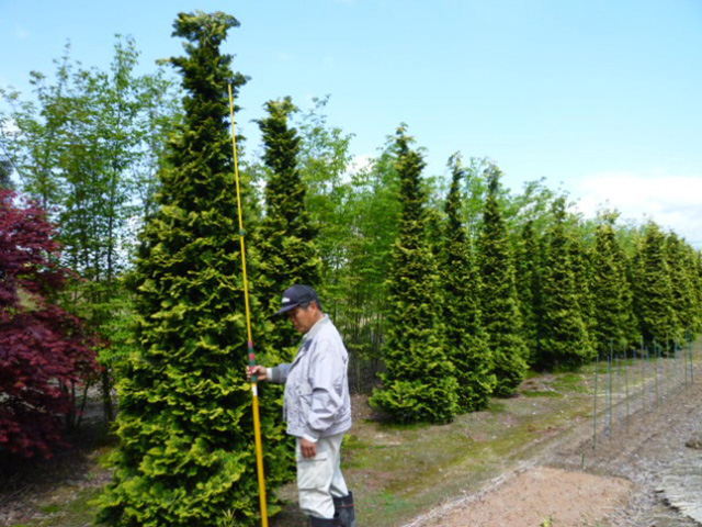 コニファー類 庭造りや生垣などの植木のご相談はガーデニング庭造り相談所へ