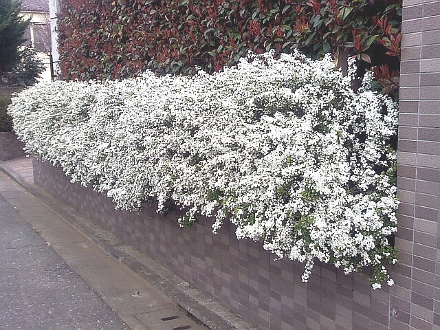 コデマリ ユキヤナギ 小手毬 雪柳 庭造りや生垣などの植木のご相談はガーデニング庭造り相談所へ