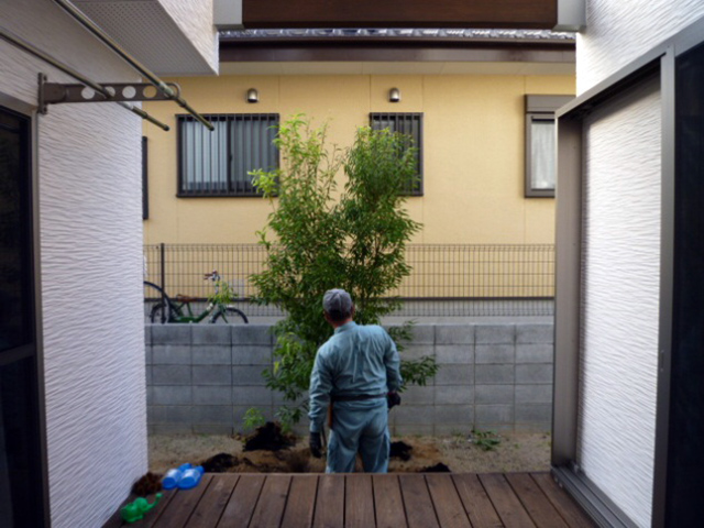 カシ シラカシ 庭造りや生垣などの植木のご相談はガーデニング庭造り相談所へ