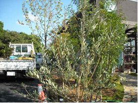 オリーブ 庭造りや生垣などの植木のご相談はガーデニング庭造り相談所へ