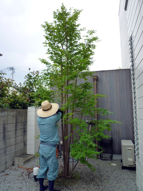 ナツツバキ 夏椿 シャラノキ 庭造りや生垣などの植木のご相談はガーデニング庭造り相談所へ