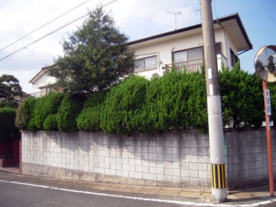 カイヅキイブキ剪定前