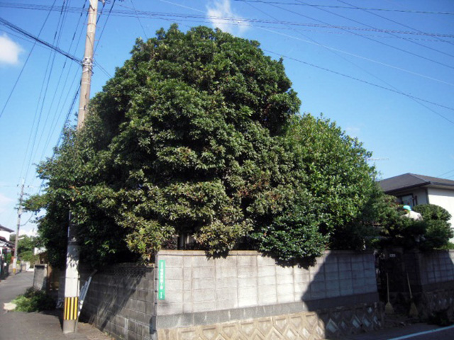 12857円 新品 ヤマモモ 山桃 樹高2.0m前後 露地苗 シンボルツリー 常緑樹