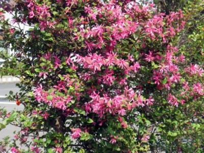 育て方１