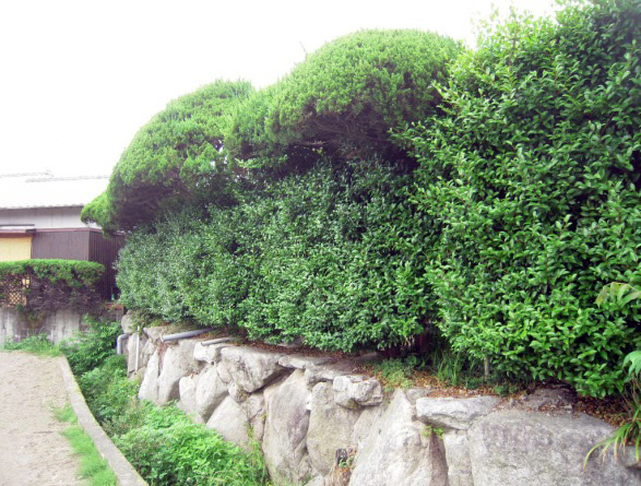 サザンカ ツバキ 山茶花 椿 庭造りや生垣などの植木のご相談はガーデニング庭造り相談所へ