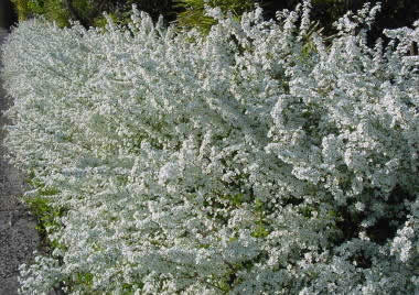 コデマリ ユキヤナギ 小手毬 雪柳 庭造りや生垣などの植木のご相談はガーデニング庭造り相談所へ