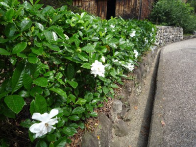 クチナシの花