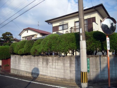 カイヅキイブキ剪定後