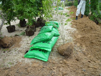 筑紫野市植栽生垣工事03