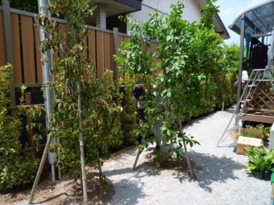 新築植栽工事04