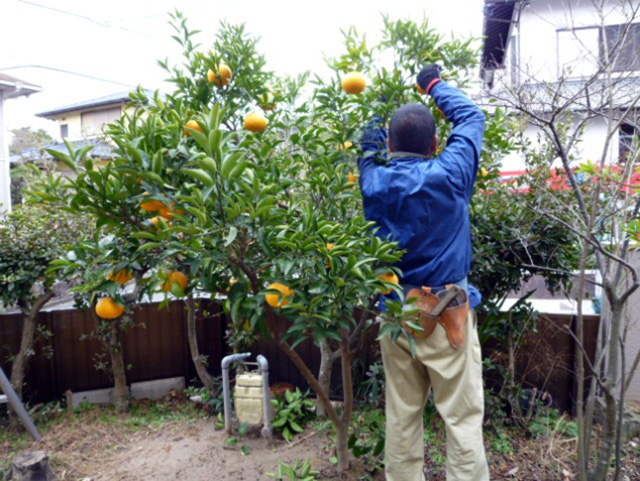 かんきつ類 庭造りや生垣などの植木のご相談はガーデニング庭造り相談所へ