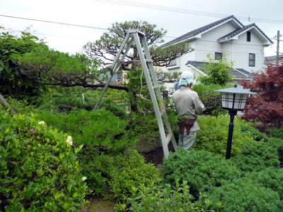 マツの夏の手入れ3