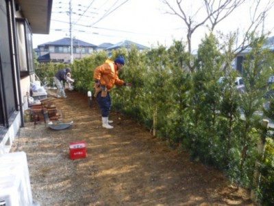 筑紫野市生垣植栽工事08