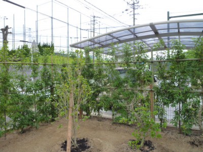 筑紫野市植栽生垣工事10