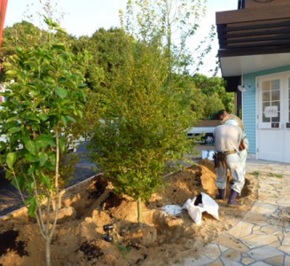 大野城市店舗植栽工事09